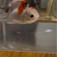 メダカ、金魚各種の画像