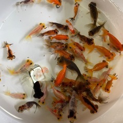 メダカ、金魚各種の画像