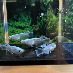 メダカ、金魚各種の画像