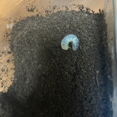国産カブトムシ（幼虫）
の画像