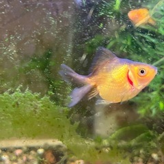 【お取引中】金魚(琉金)の稚魚の画像