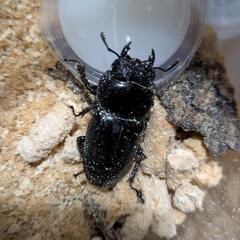 スマトラヒラタベンクール産 新成虫ペアの画像