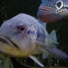 発色抜群！キクラピニマ　±25cm　大型魚　熱帯魚　他にも多数出品中（1200水槽　1500水槽　1800水槽向け）の画像