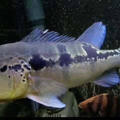 発色抜群！キクラピニマ　±25cm　大型魚　熱帯魚　他にも多数出品中（1200水槽　1500水槽　1800水槽向け）の画像