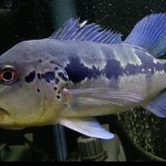 発色抜群！キクラピニマ　±25cm　大型魚　熱帯魚　他にも多数出品中（1200水槽　1500水槽　1800水槽向け）の画像