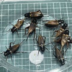 フタホシコオロギ　羽あり成虫サイズの画像