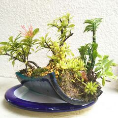 盆景小花サンダンカの画像