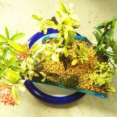 盆景小花サンダンカの画像