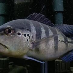 ブルーが綺麗！キクラピクティ（アグアイアブルー）±22cm　大型魚　熱帯魚　（1200.1500.1800水槽向け）の画像