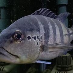 ブルーが綺麗！キクラピクティ（アグアイアブルー）±22cm　大型魚　熱帯魚　（1200.1500.1800水槽向け）の画像