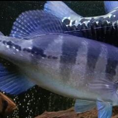 ブルーが綺麗！キクラピクティ（アグアイアブルー）±22cm　大型魚　熱帯魚　（1200.1500.1800水槽向け）の画像
