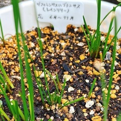 ①🌸ガーデニング セット ムスカリ球根おまけの画像