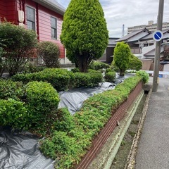 防草シート貼ります。