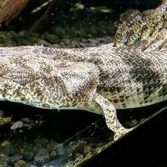 黒墨バンド　ポリプテルス　エンドリケリー　美個体　±37cm　大型アクリル水槽が必要です！　（120水槽〜1800水槽向け）の画像