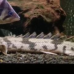 黒墨バンド　ポリプテルス　エンドリケリー　美個体　±37cm　大型アクリル水槽が必要です！　（120水槽〜1800水槽向け）の画像