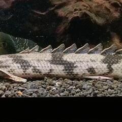 黒墨バンド　ポリプテルス　エンドリケリー　美個体　±37cm　大型アクリル水槽が必要です！　（120水槽〜1800水槽向け）の画像