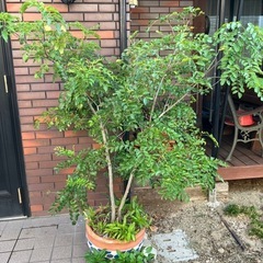 シマトネリコの画像