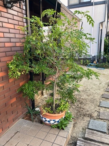 バルーンナイター バルーンライト LIGHT BOY 各種取り扱いございます