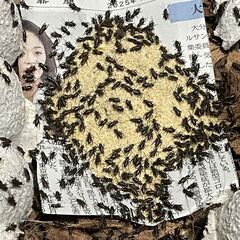 フタホシコオロギ　5mm前後の画像