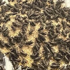 フタホシコオロギ　5mm前後の画像