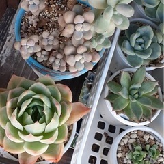 多肉植物（値段は要相談）の画像