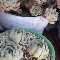 多肉植物（値段は要相談）の画像