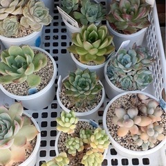 多肉植物（値段は要相談）の画像