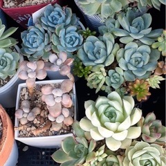 多肉植物（値段は要相談）の画像