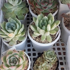 多肉植物（値段は要相談）の画像