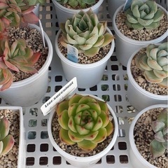 多肉植物（値段は要相談）の画像