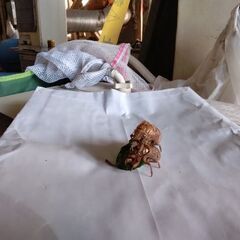 アブラ蝉のダブル脱け殻です。の画像