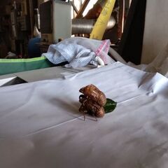 アブラ蝉のダブル脱け殻です。の画像