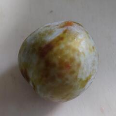 【31日・1日間限定】山形県産プラム８個の画像
