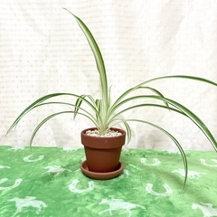 【夢物語工房】オリズルランの画像