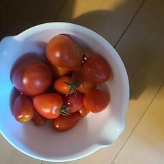 無農薬朝採りきゅうり40本位の画像