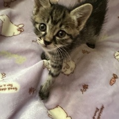 １ヶ月程の子猫
