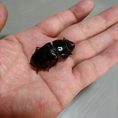 国産オオクワガタ  オス75.0・メス47.5ペア の画像