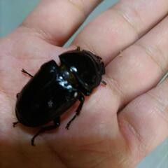 国産オオクワガタ  オス75.0・メス47.5ペア の画像