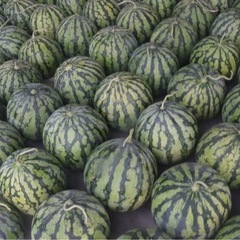 【尾花沢みらい農園】手頃なサイズの美味しい尾花沢スイカ🍉(第8回)の画像