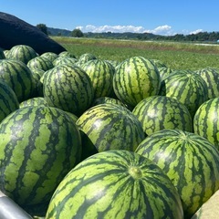 【尾花沢みらい農園】手頃なサイズの美味しい尾花沢スイカ🍉(第8回)の画像