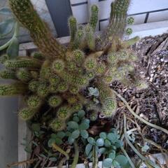 キダチアロエとサボテン多肉植物プランター内全ての画像