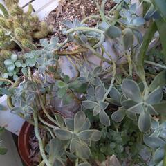 キダチアロエとサボテン多肉植物プランター内全ての画像