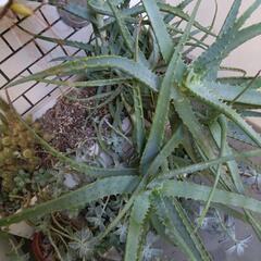 キダチアロエとサボテン多肉植物プランター内全ての画像