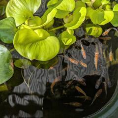 メダカ 飼育セット 水槽の画像