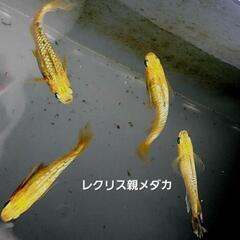レクリスめだか 10匹   (5匹 応相談)の画像