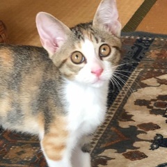 2頭の可愛い女の子と男の子❗️