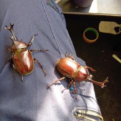 朝採れカブト虫2ペア！の画像