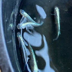 輝柳メダカ　若魚　5匹 　#8の画像