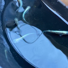 輝柳メダカ　若魚　5匹 　#8の画像