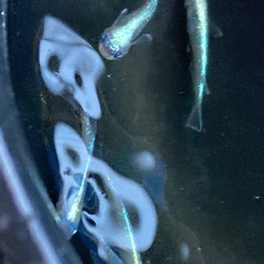 輝柳メダカ　若魚　5匹 　#8の画像
